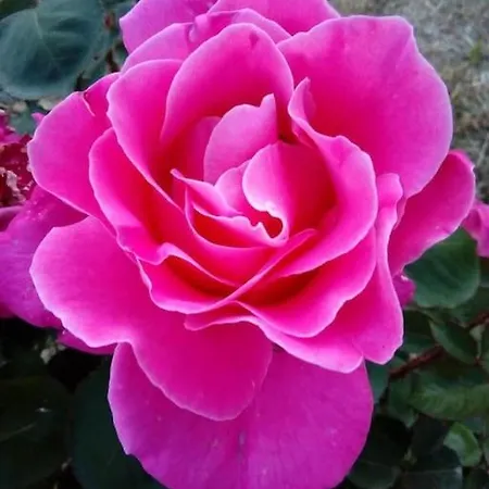 Lil' Fam Farm - 10min *